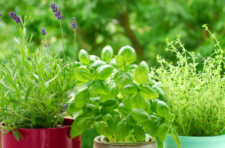 Ako pestovať bylinky na balkóne? Spoznajte overené rady a tipy