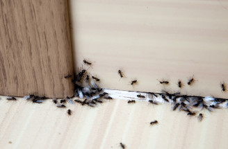 Našli ste si mravce v byte, dome či záhrade? Tu sú užitočné tipy, ako sa ich zbaviť