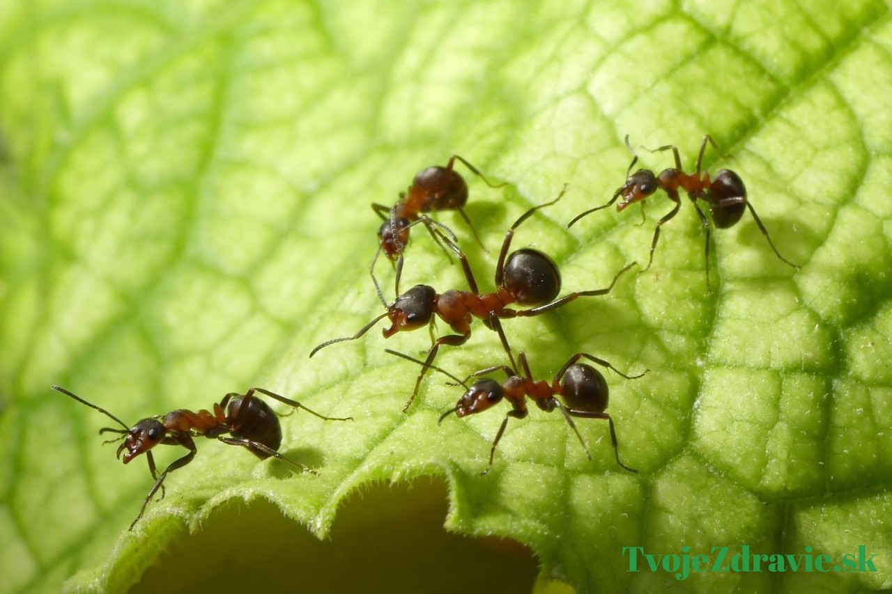 čo na mravce v záhrade