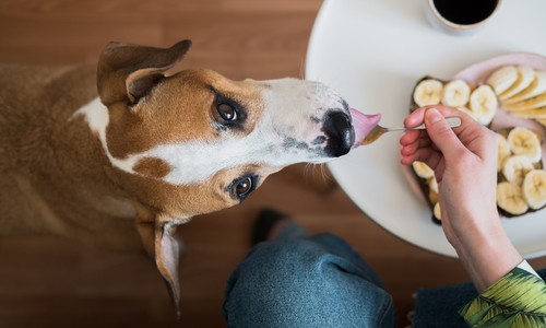 Nevhodná strava pre psa – ktorými bežnými potravinami rozhodne nekŕmiť domácich miláčikov?!
