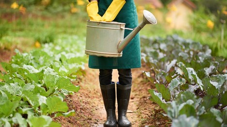 Ako na hnojenie zeleniny a ovocia? Tieto tipy ocení každý záhradkár!