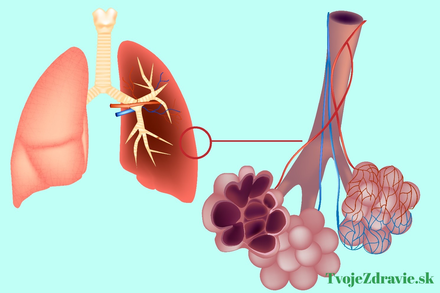 pľúcne alveoly