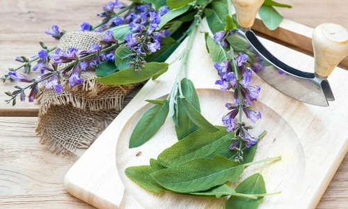 Šalvia – ako na jej pestovanie a použitie v kuchyni aj na liečebné účely?
