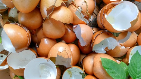 Vyhadzujete škrupiny z vajíčok? Chyba! Využite ich vo svojej záhrade