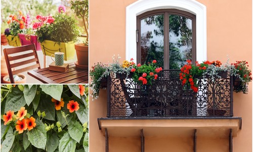 Zelená letná oáza: Ktoré kvety sú vhodné pre slnečný balkón?