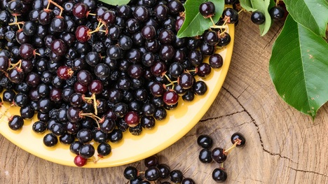 Bobuľové ovocie plné antioxidantov, no nie sú to čučoriedky! Čo to je?