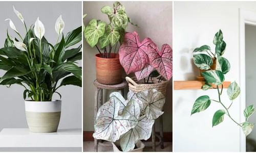 Milovníci rastlín buďte ostražití: Na tieto jedovaté izbové rastliny si dávajte pozor!