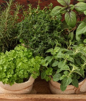 Bylinková záhrada - ako správne pestovať bylinky na slnku či v tieni?