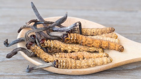 Cordyceps – vzácna tibetská huba, ktorej účinky musíte poznať!
