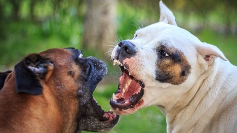 Pes zranený v bitke s iným psom - čo treba robiť?