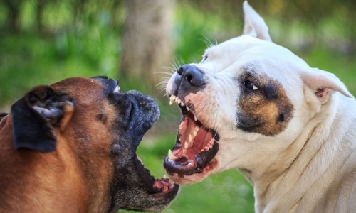 Pes zranený v bitke s iným psom - čo treba robiť?
