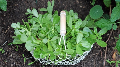 Portulaka zeleninová – odolná burina alebo vítaná súčasť záhrady? TOTO sú jej skvelé účinky!