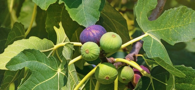 Plánujete pestovať figovník? Tu sú tipy na starostlivosť aj spracovanie chutných fíg